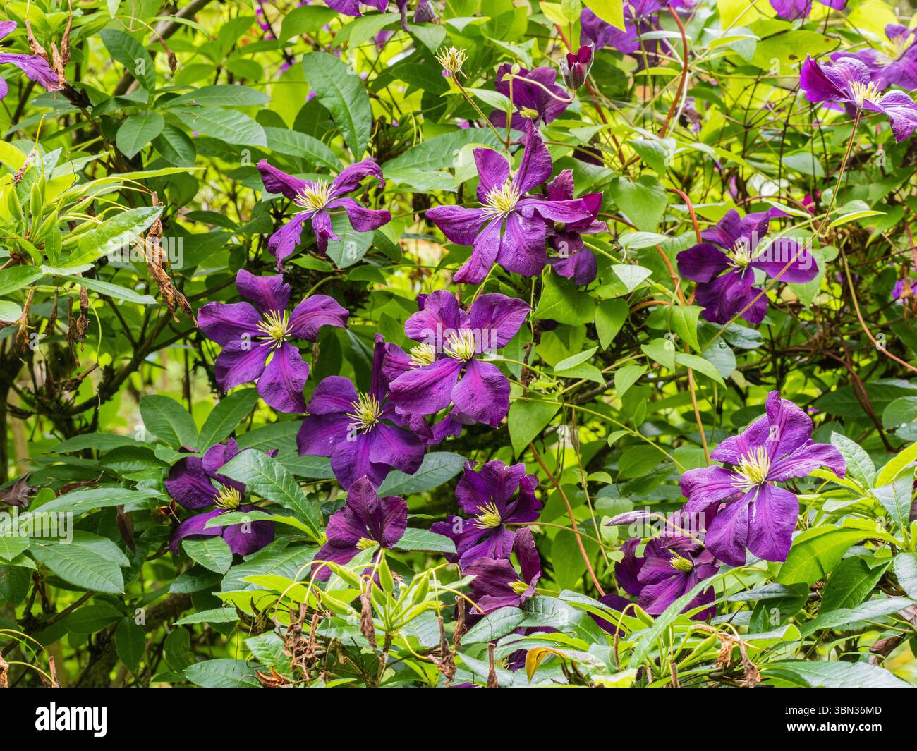 Fleurs d'été violettes foncées du grimpeur rustique du patrimoine, Clematis 'Jackmanii' Banque D'Images