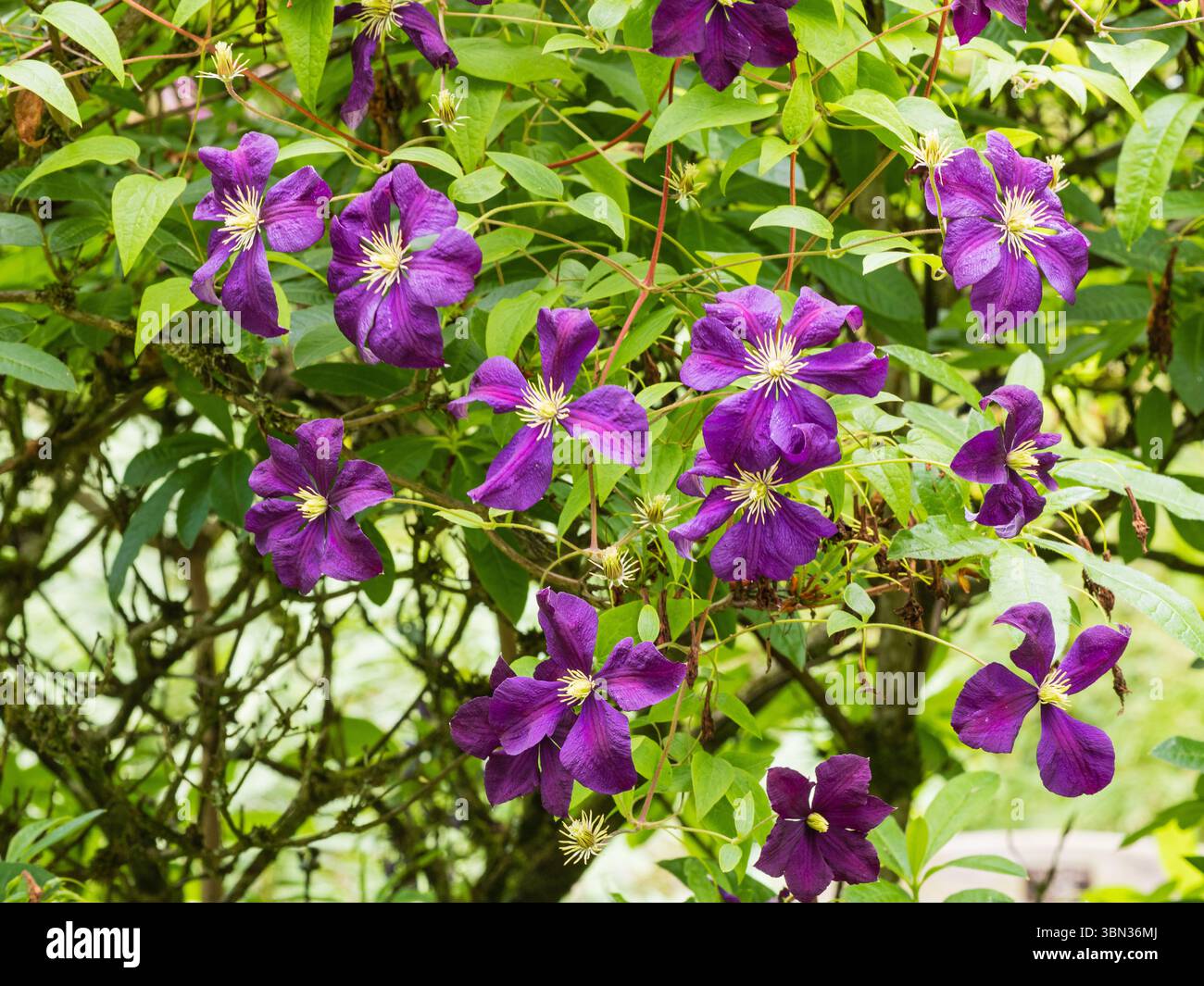 Fleurs d'été violettes foncées du grimpeur rustique du patrimoine, Clematis 'Jackmanii' Banque D'Images