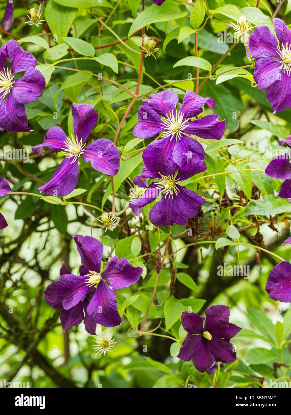Fleurs d'été violettes foncées du grimpeur rustique du patrimoine, Clematis 'Jackmanii' Banque D'Images
