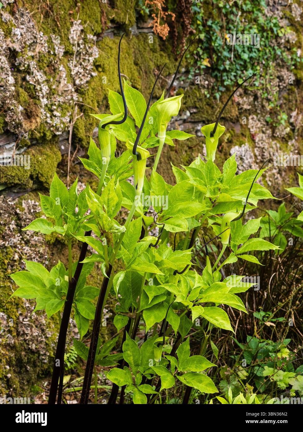 Spathes à capuche du début de l'été et épices noires de l'ombre aimant la vivacité robuste Arisaema tortuosum 'Black Rod' Banque D'Images