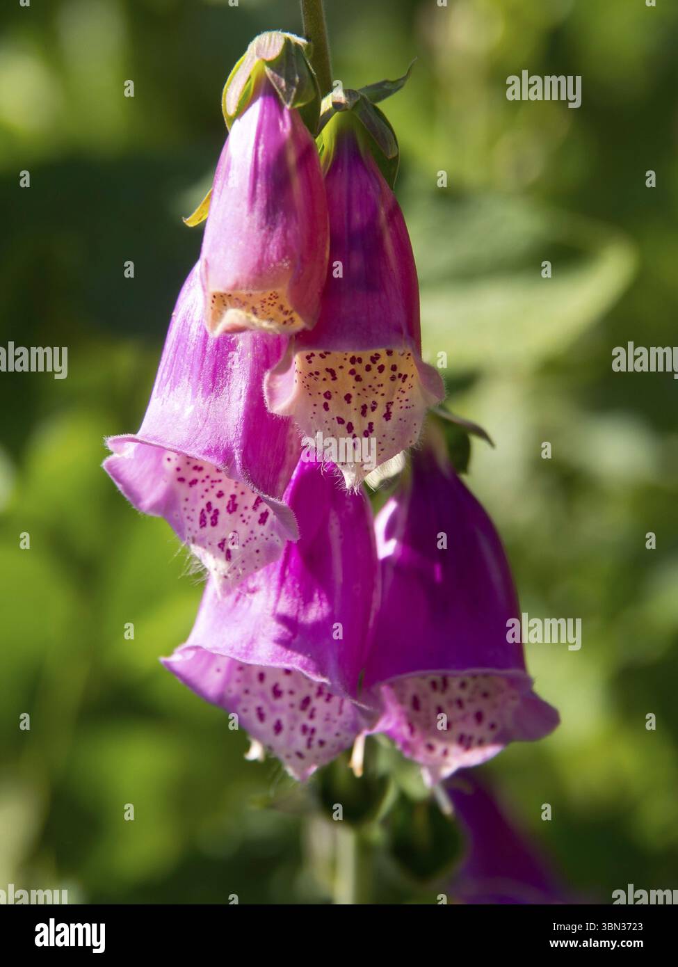 Foxglove fleurs dans une nuance riche de rose en plein soleil, Borken, muensterland, Allemagne, Europe Banque D'Images