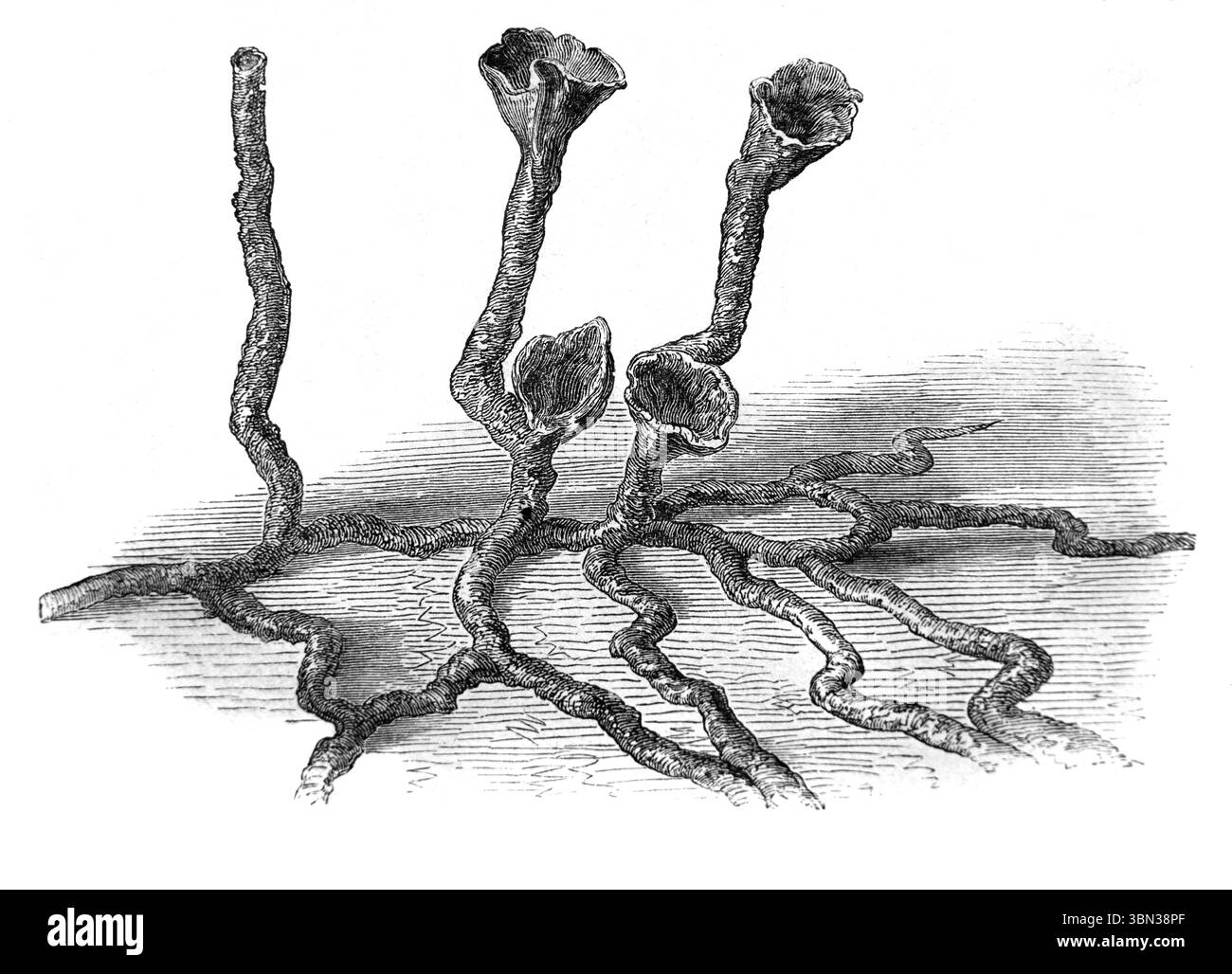 Galeries souterraines ou terriers ou terriers de nid de termites ou nid de termites. Gravure vintage ou historique ou illustration 1866 Banque D'Images
