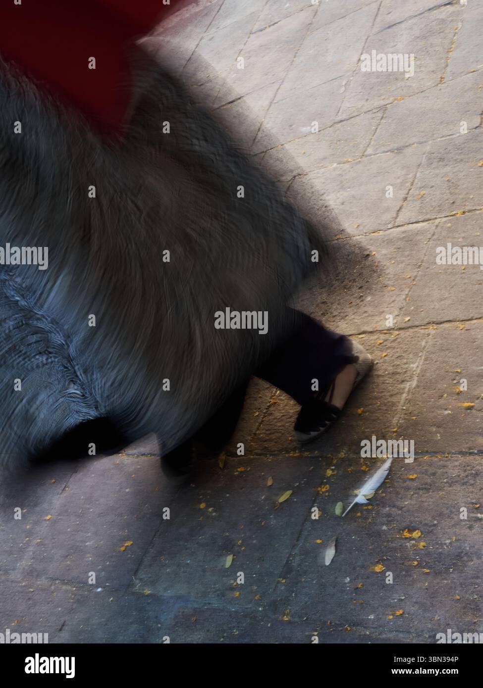 Plantada de geants Banque D'Images