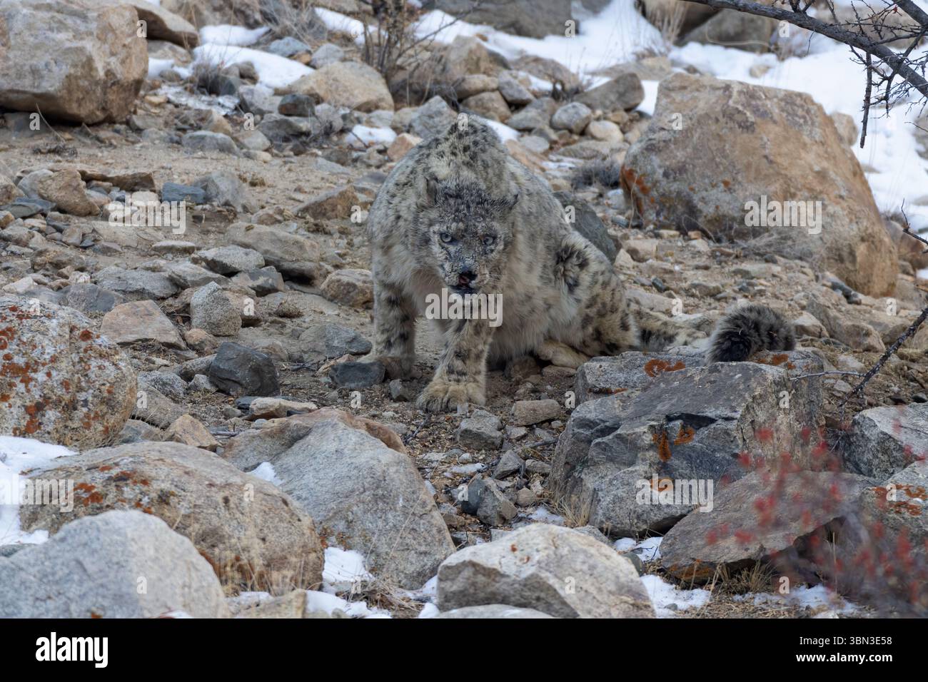 Léopard des neiges (Panthera uncia) à l'état sauvage dans le Ladakh Inde pendant l'hiver. Vieux léopard des neiges mâle. Banque D'Images