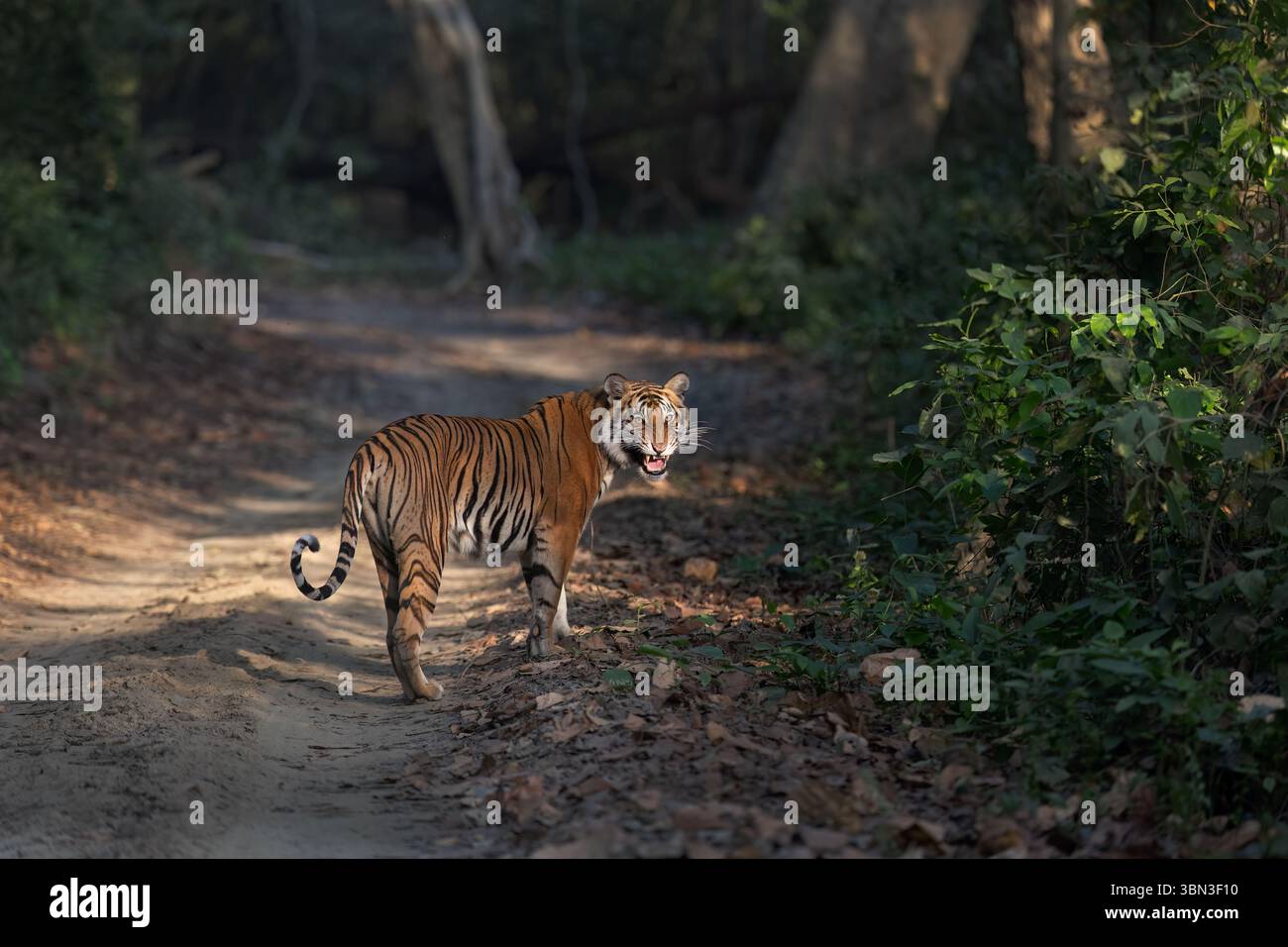 Tigre sauvage du Bengale, Panthera tigris, jeune femelle tigre vient de la jungle et se montre, Parc National de Dudhwa, Uttar Pradesh, Inde Banque D'Images