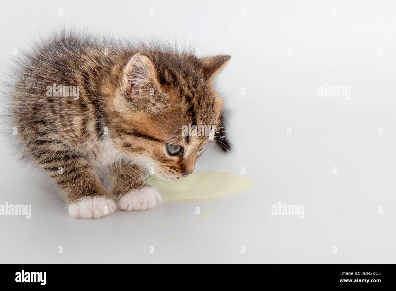 Petit chaton buvant du lait d'une flaque sur un fond blanc. Concept de soins pour animaux de compagnie et moments animaux mignons. Banque D'Images