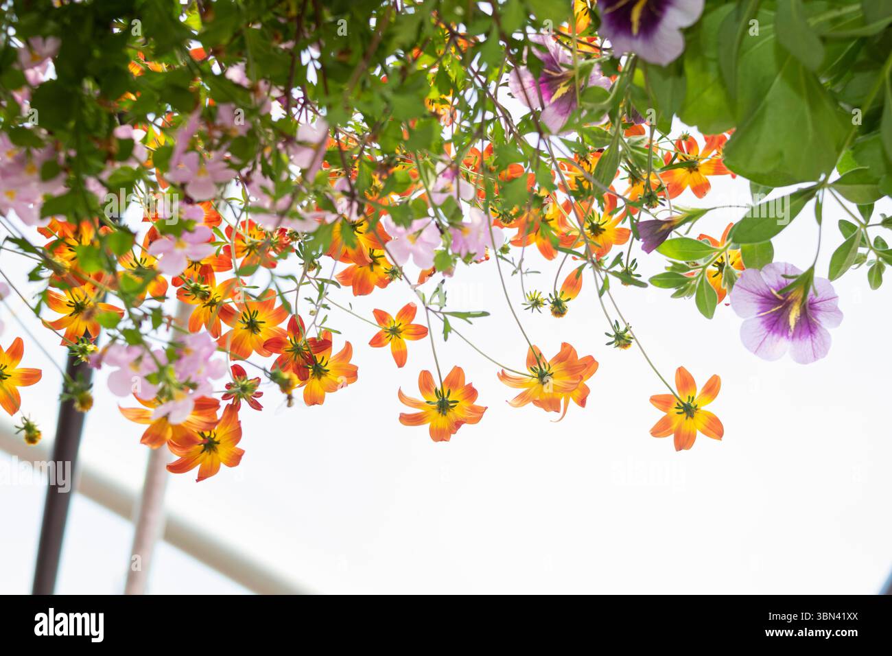 Une vue délicate et basse de fleurs suspendues rétroéclairées dans un vert Banque D'Images