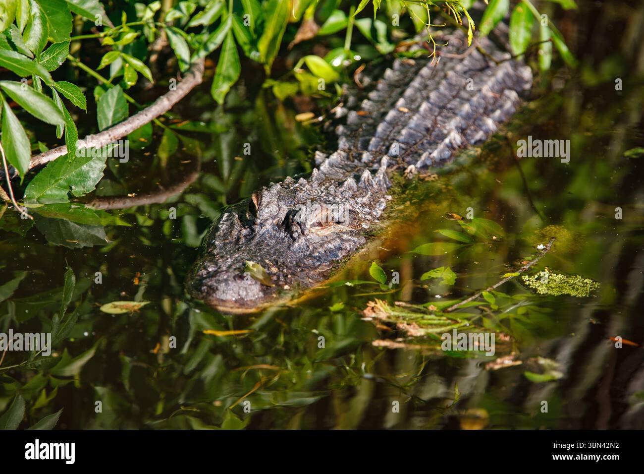Un alligator américain se cachant dans l'eau sous une rookerie d'oiseaux Banque D'Images Un alligator américain se cachant dans l'eau sous une rookerie d'oiseaux Banque D'Images