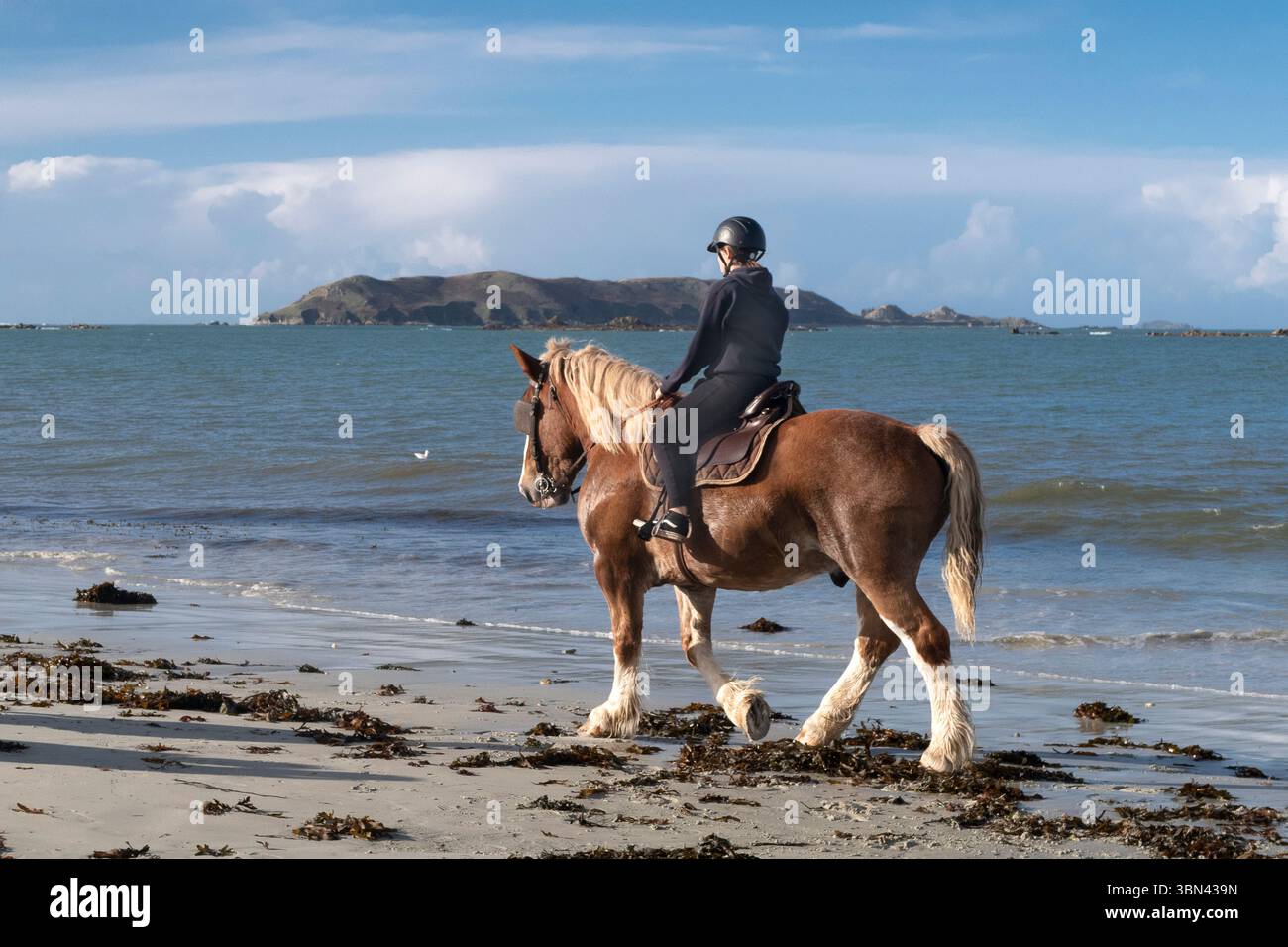 France. Brittany. Côtes d'Armor. Plage de Trelevern. Cheval de trait breton et son cavalier Banque D'Images
