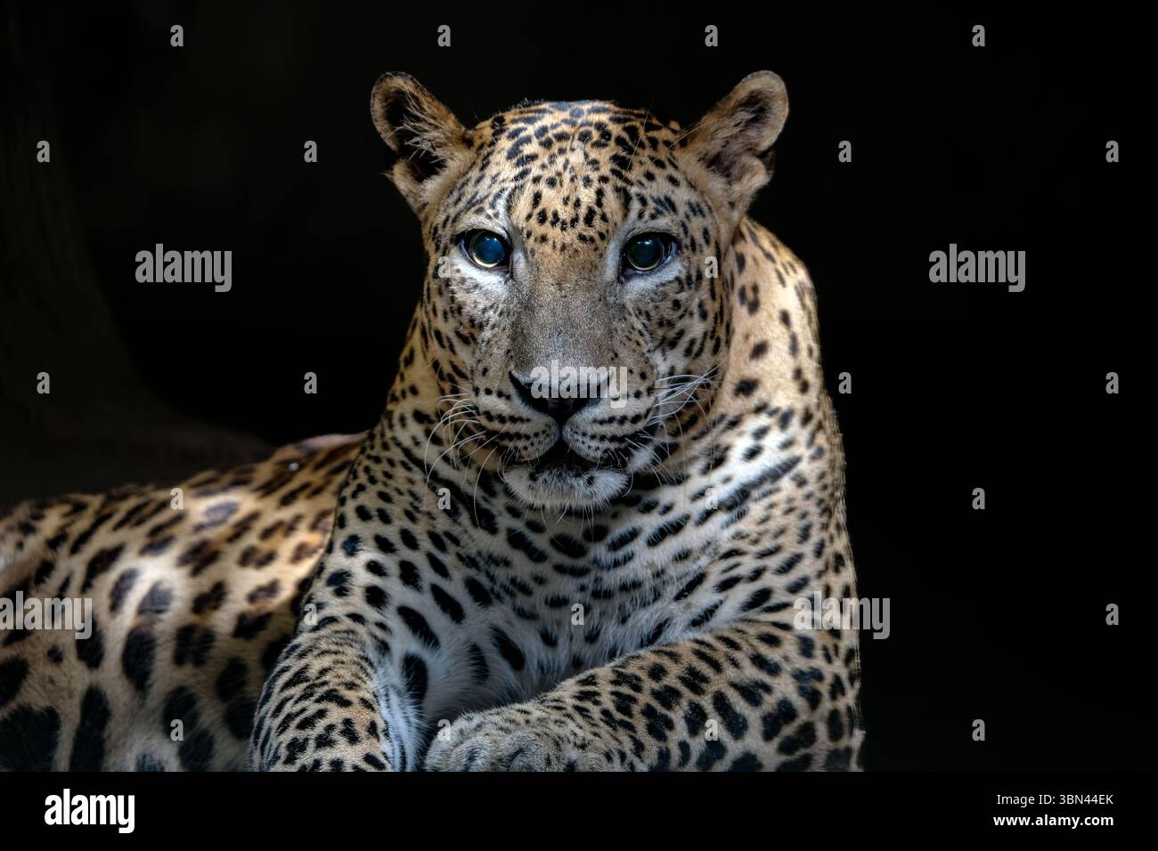 Un portrait en gros plan d'un léopard fascinant Banque D'Images