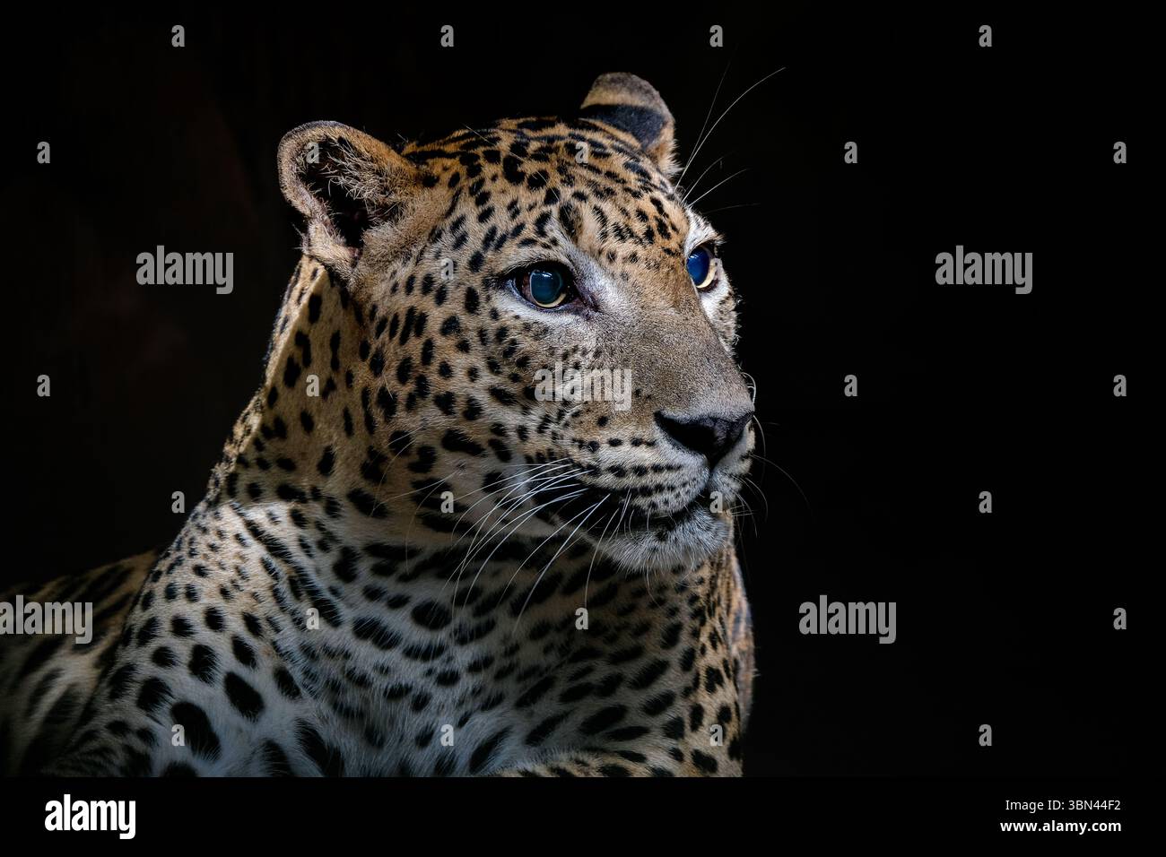 Un portrait en gros plan d'un léopard fascinant Banque D'Images