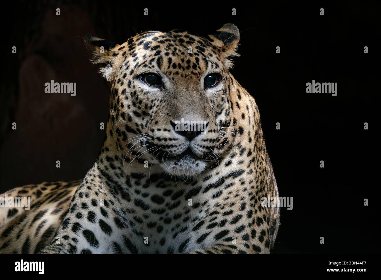 Un portrait en gros plan d'un léopard fascinant Banque D'Images