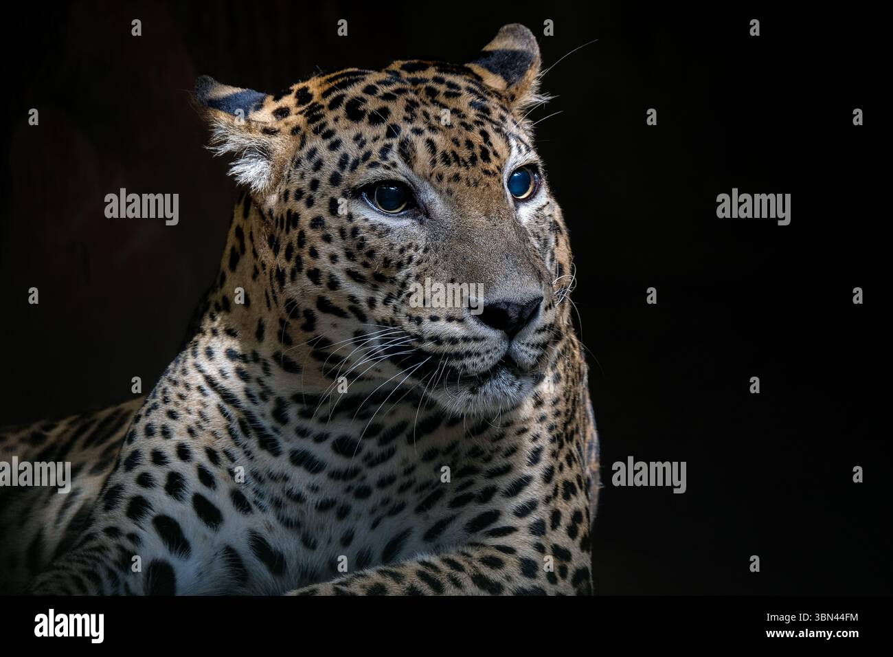 Un portrait en gros plan d'un léopard fascinant Banque D'Images