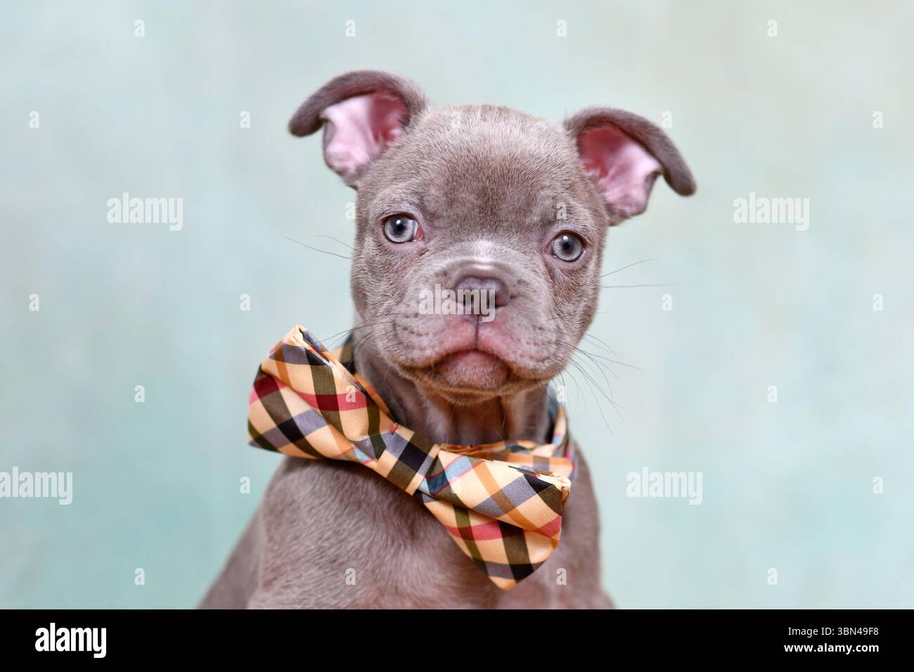 Portrait de chondrodysplasie chiot de chien bouledogue français libre devant le fond de studio Banque D'Images