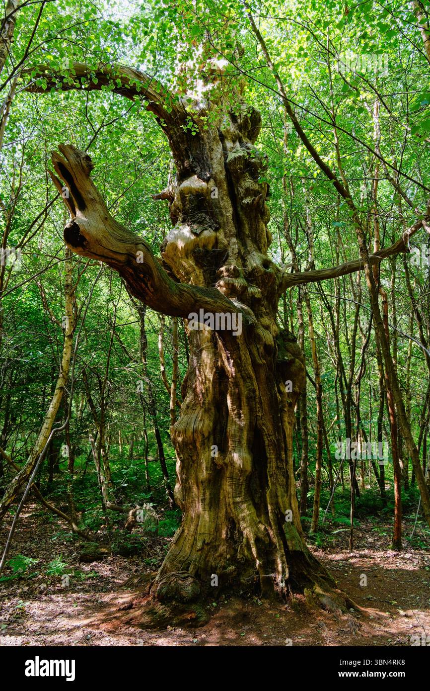 Un ancien chêne en décomposition se tenant entouré de jeunes arbres dans la forêt de Sherwood. Banque D'Images