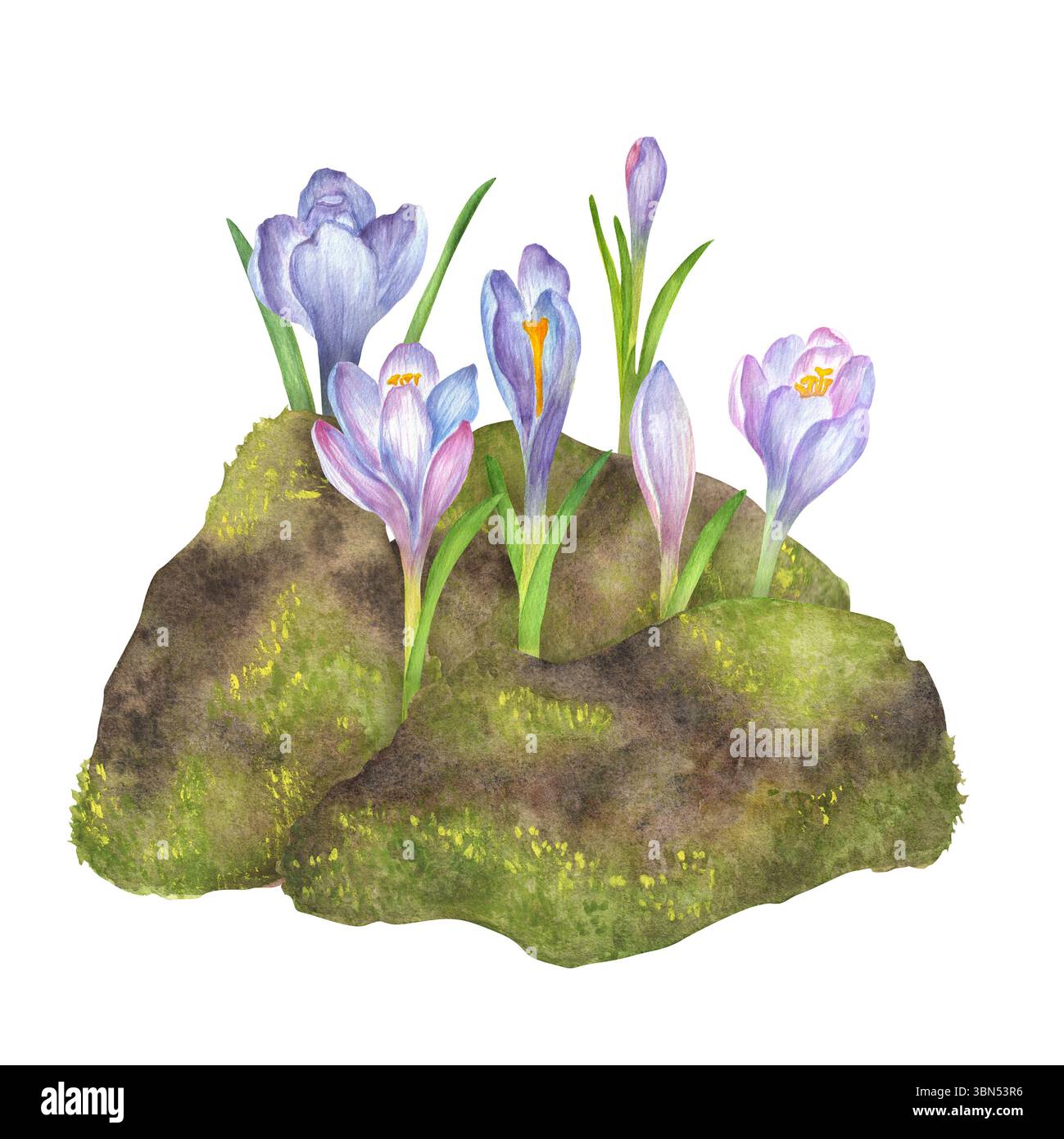 Pierres moussues avec fleurs de crocus violettes, roses et bleues à l'aquarelle. Clipart de jardin printanier. Illustrations dessinées à la main pour cartes postales, autocollants, scr Banque D'Images
