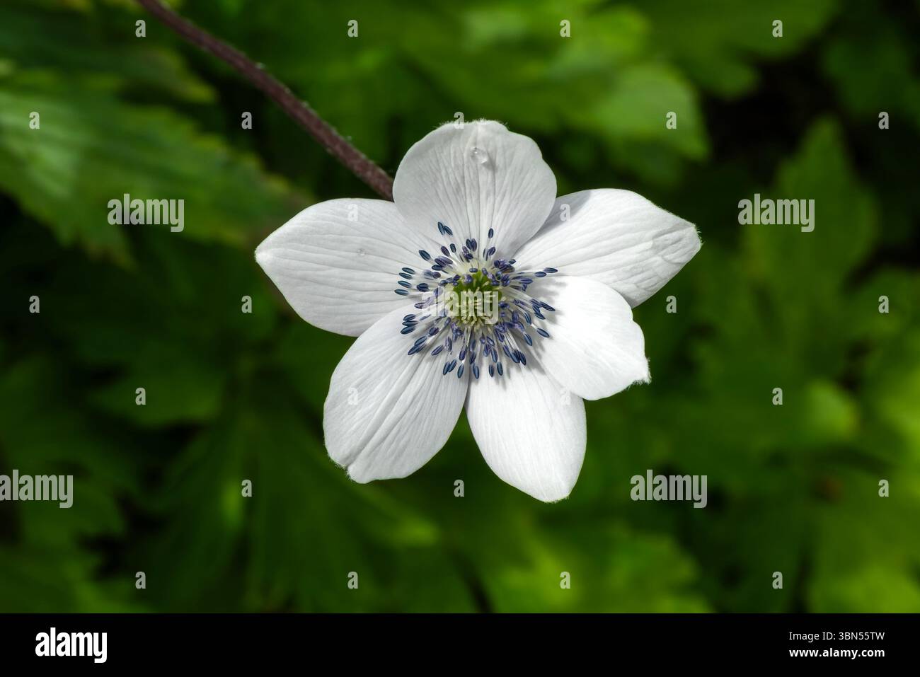 Anemone rivularis (Eriocapitella rivularis) une plante à fleurs d'été avec une fleur blanche d'été communément appelée fleur de vent au bord de la rivière, jardinage Banque D'Images