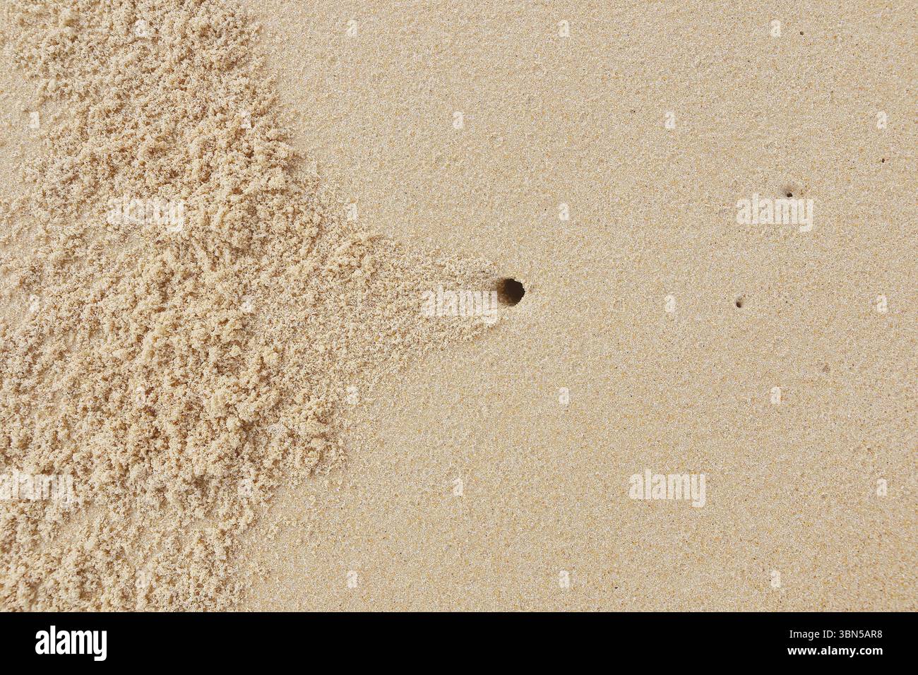 trous de crabe sur fond de sable marin. Banque D'Images