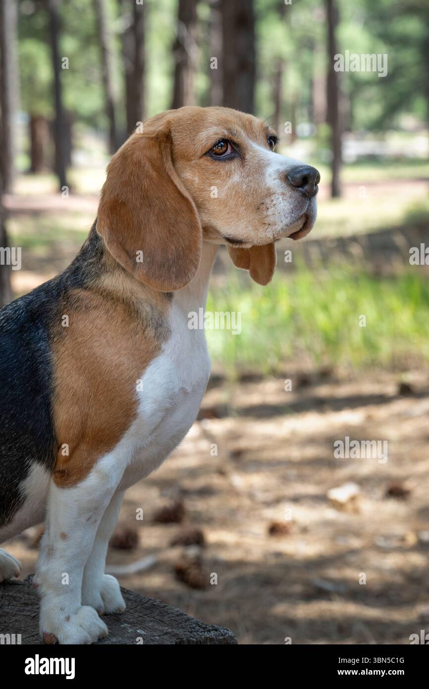 Portrait naturel dans les bois d'un chien beagle sur une souche d'arbre Banque D'Images