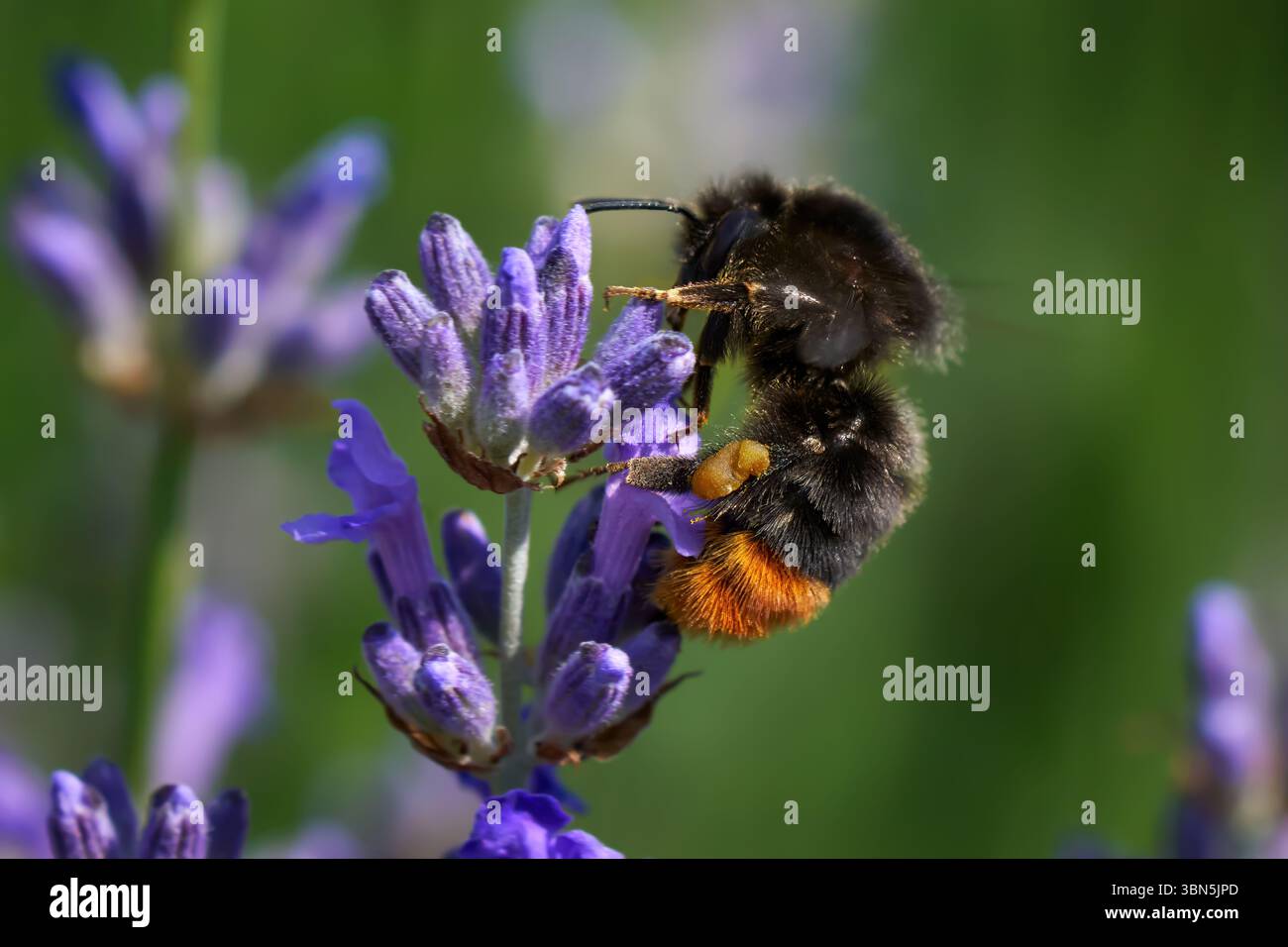 Bourdon à queue rouge (Bombus lapidarius) femme ouvrière avec panier de pollen plein sur lavande commune Banque D'Images