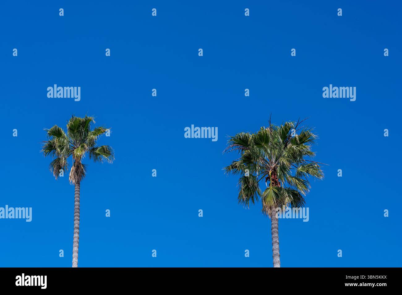 De majestueux palmiers s'élèvent contre un ciel bleu Azur impeccable dans l'Ouest américain, capturant la chaleur, la sérénité et le charme intemporel de la Californie Banque D'Images