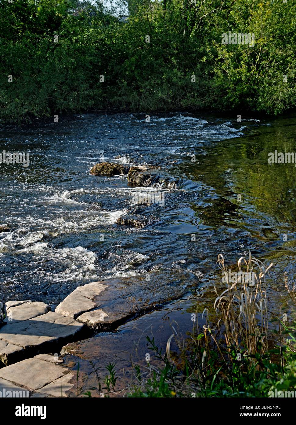 Vue sur la rivière Liffey à Castletown au printemps, Celbridge, Irlande Banque D'Images