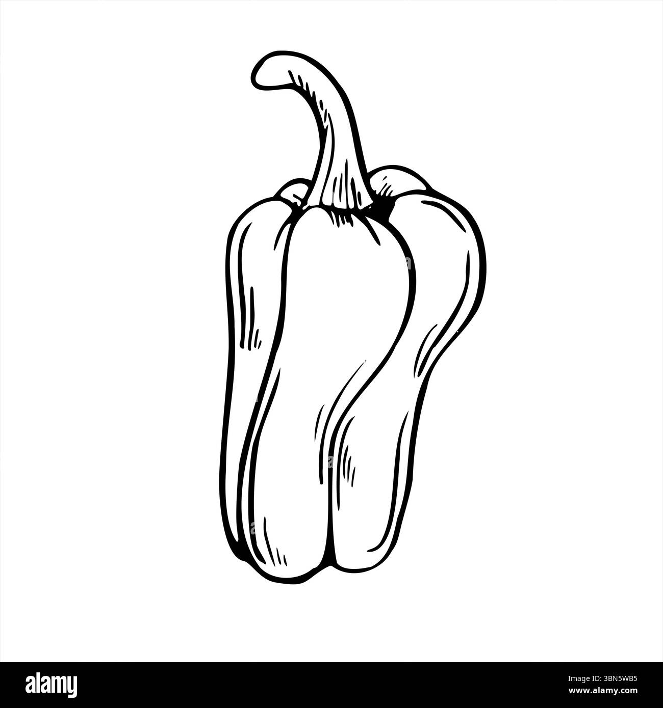 Croquis à l'encre noire de la ligne de vecteur de poivron doux. Illustration graphique de paprika ou poivre bulgare. Ingrédient végétal de jardin pour emballage alimentaire Illustration de Vecteur
