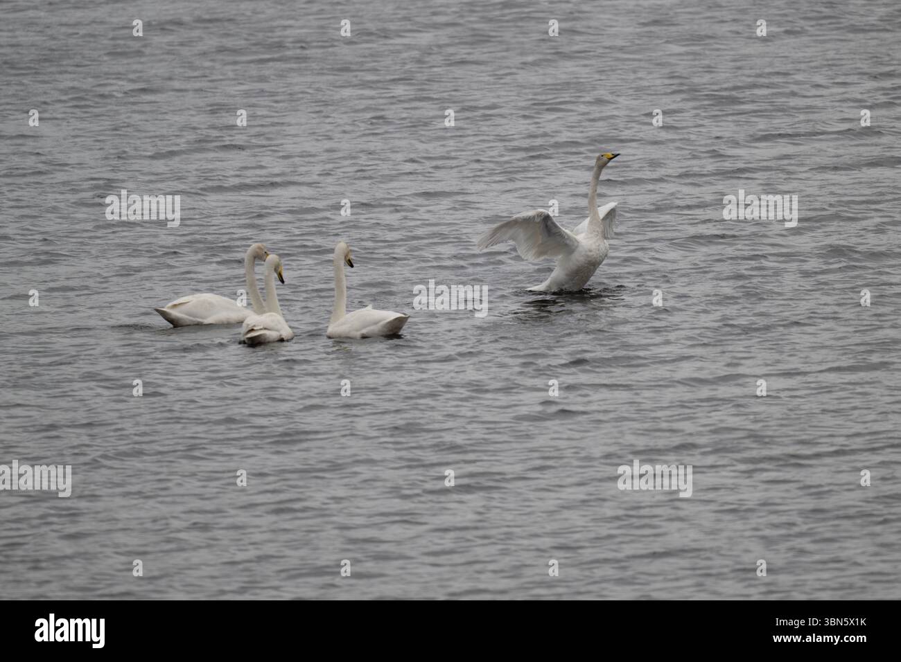 Cygnome (Cygnus cygnus), Loch of Houlland, eshaness, Mainland, Shetland Banque D'Images Cygnome (Cygnus cygnus), Loch of Houlland, eshaness, Mainland, Shetland Banque D'Images