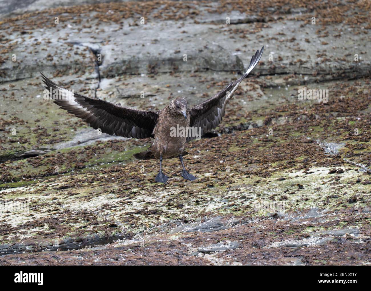 Skua Great (Stercorarius skua), Noss NNR, Shetland Banque D'Images Skua Great (Stercorarius skua), Noss NNR, Shetland Banque D'Images