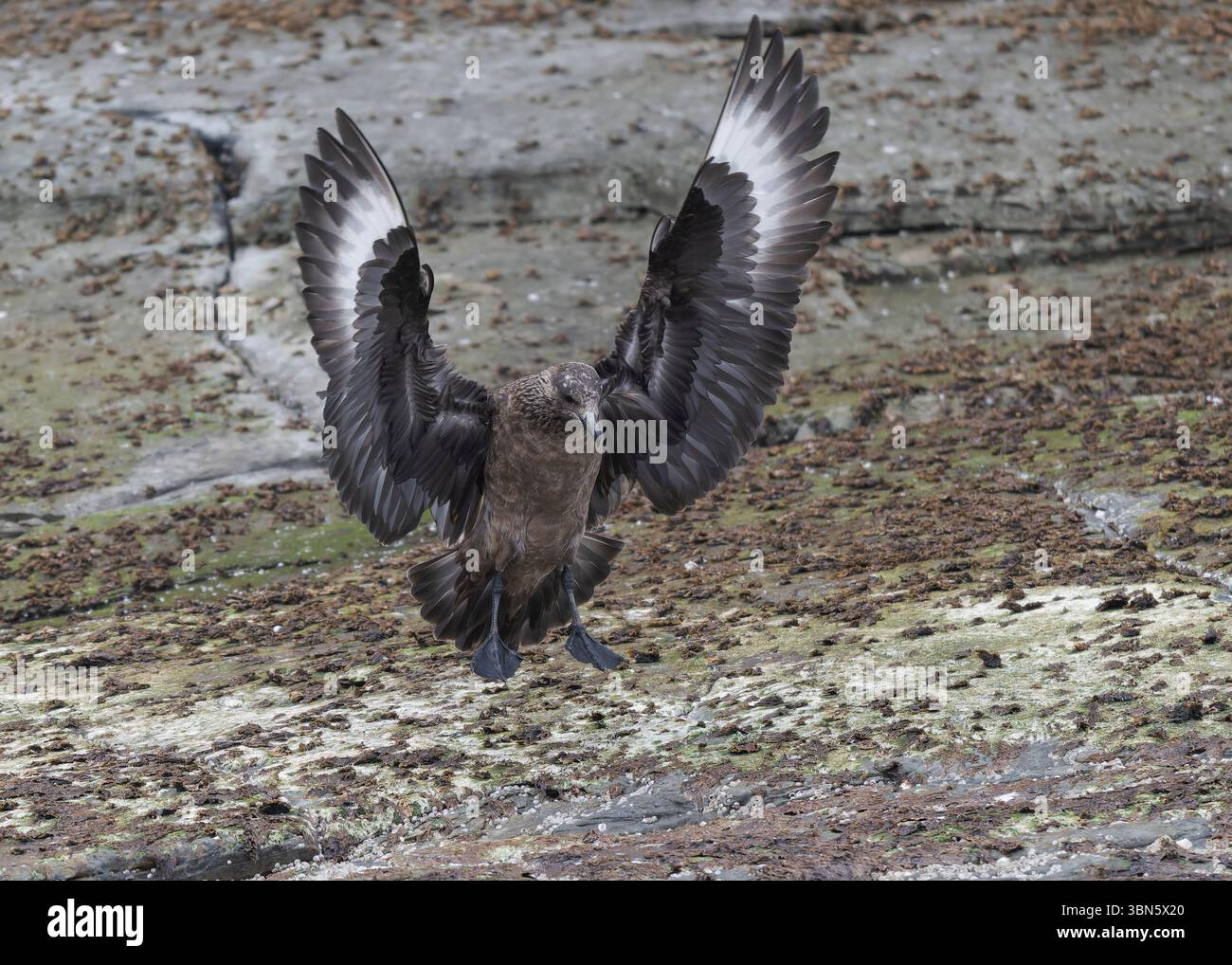 Skua Great (Stercorarius skua), Noss NNR, Shetland Banque D'Images Skua Great (Stercorarius skua), Noss NNR, Shetland Banque D'Images