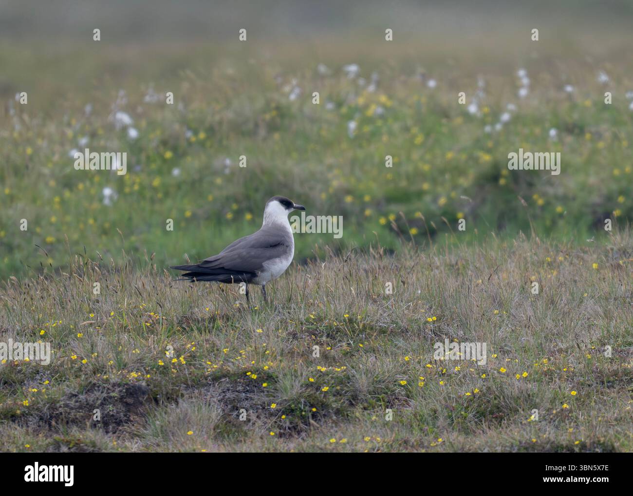 Skua Arctic (Stercorarius parasiticus), forme pâle, Noness, Mainland, Shetland Banque D'Images Skua Arctic (Stercorarius parasiticus), forme pâle, Noness, Mainland, Shetland Banque D'Images