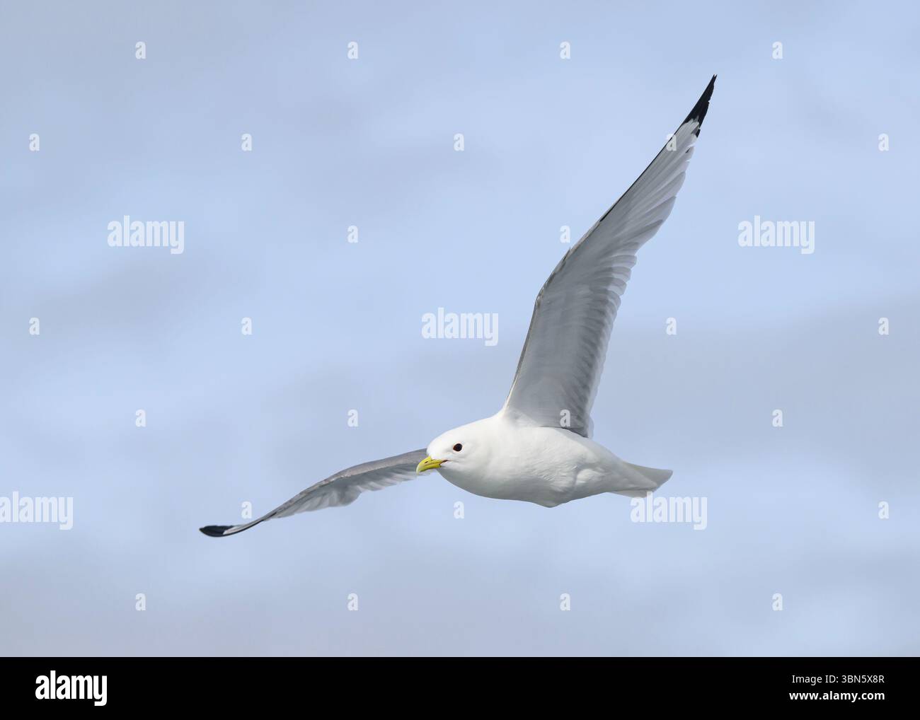 Kittiwake (Rissa tridactyla), en vol au large de Noss NNR, Shetland Banque D'Images Kittiwake (Rissa tridactyla), en vol au large de Noss NNR, Shetland Banque D'Images
