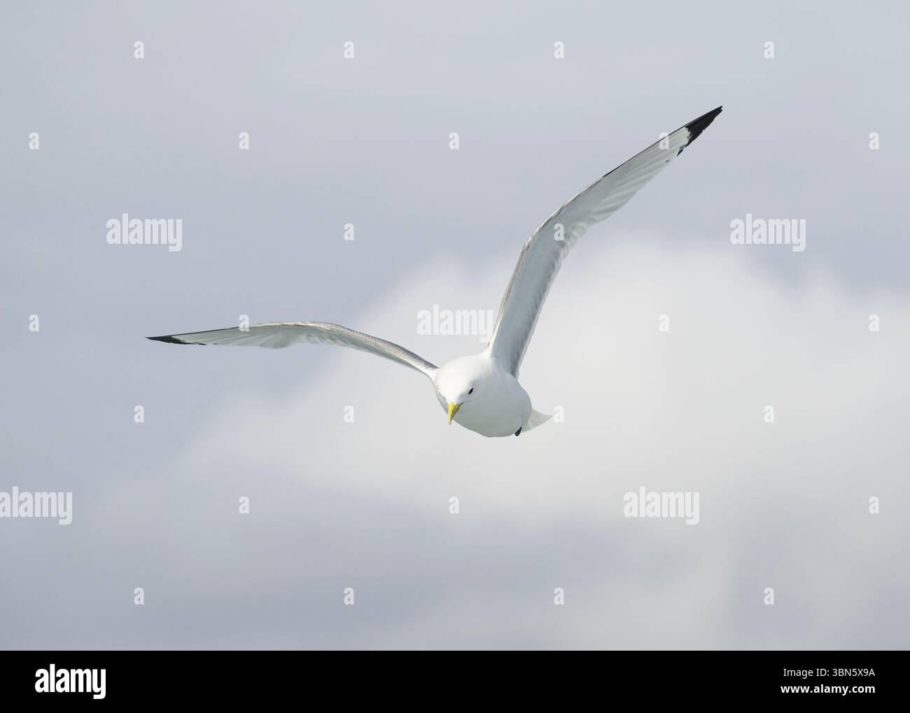 Kittiwake (Rissa tridactyla), en vol au large de Noss NNR, Shetland Banque D'Images Kittiwake (Rissa tridactyla), en vol au large de Noss NNR, Shetland Banque D'Images