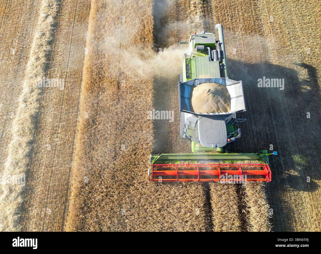 Petersdorf, Allemagne. 30 juin 2025. Un agriculteur récolte de l'orge avec sa moissonneuse-batteuse dans un champ du district d'Oder-Spree dans l'est du Brandebourg (vue aérienne avec un drone). La récolte des céréales commence actuellement sur les champs en Allemagne. Crédit : Patrick Pleul/dpa/Alamy Live News Banque D'Images