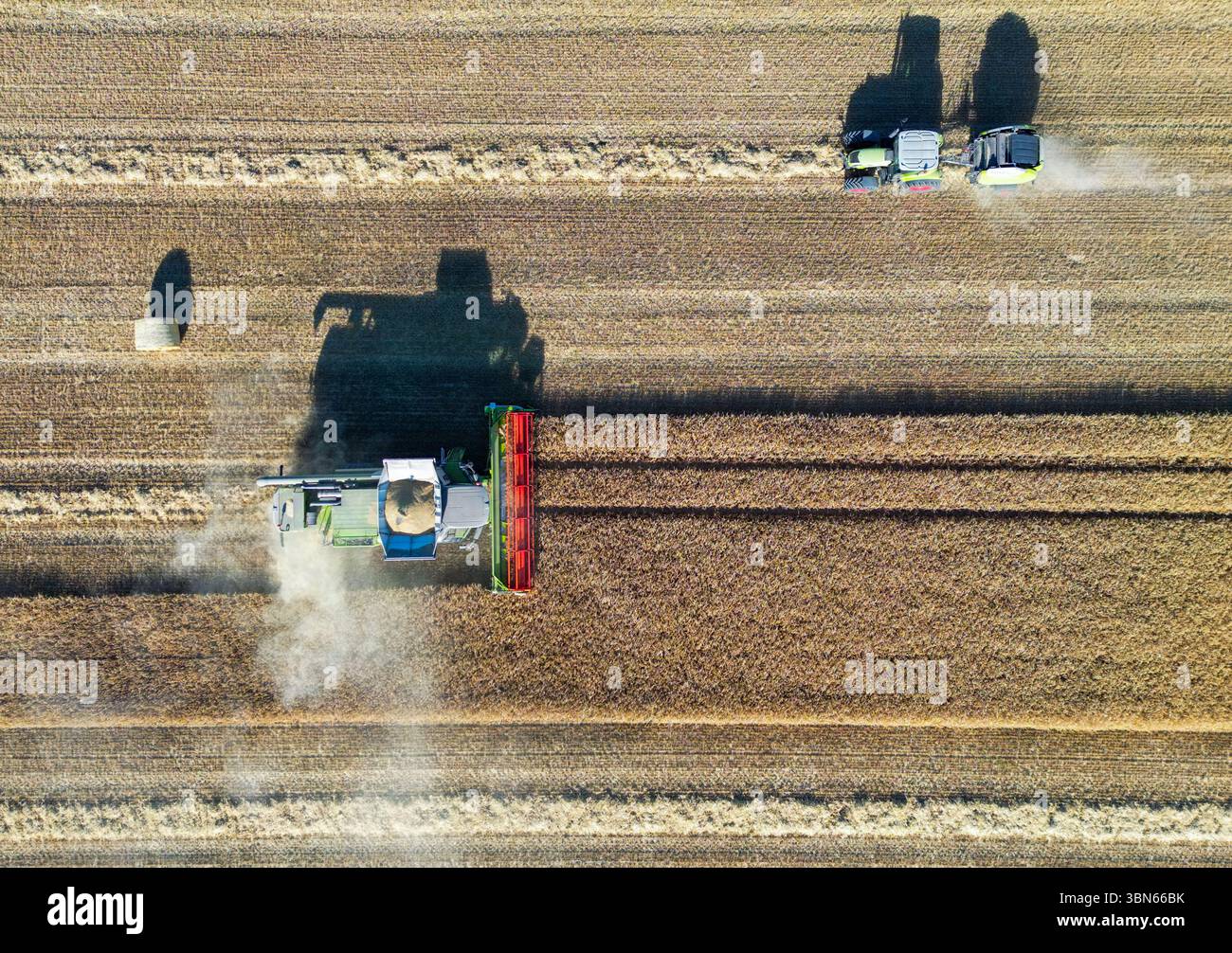 Petersdorf, Allemagne. 30 juin 2025. Un agriculteur récolte de l'orge avec sa moissonneuse-batteuse dans un champ du district d'Oder-Spree dans l'est du Brandebourg, tandis que la paille est pressée en balles rondes (vue aérienne avec un drone). La récolte des céréales commence actuellement sur les champs en Allemagne. Crédit : Patrick Pleul/dpa/Alamy Live News Banque D'Images