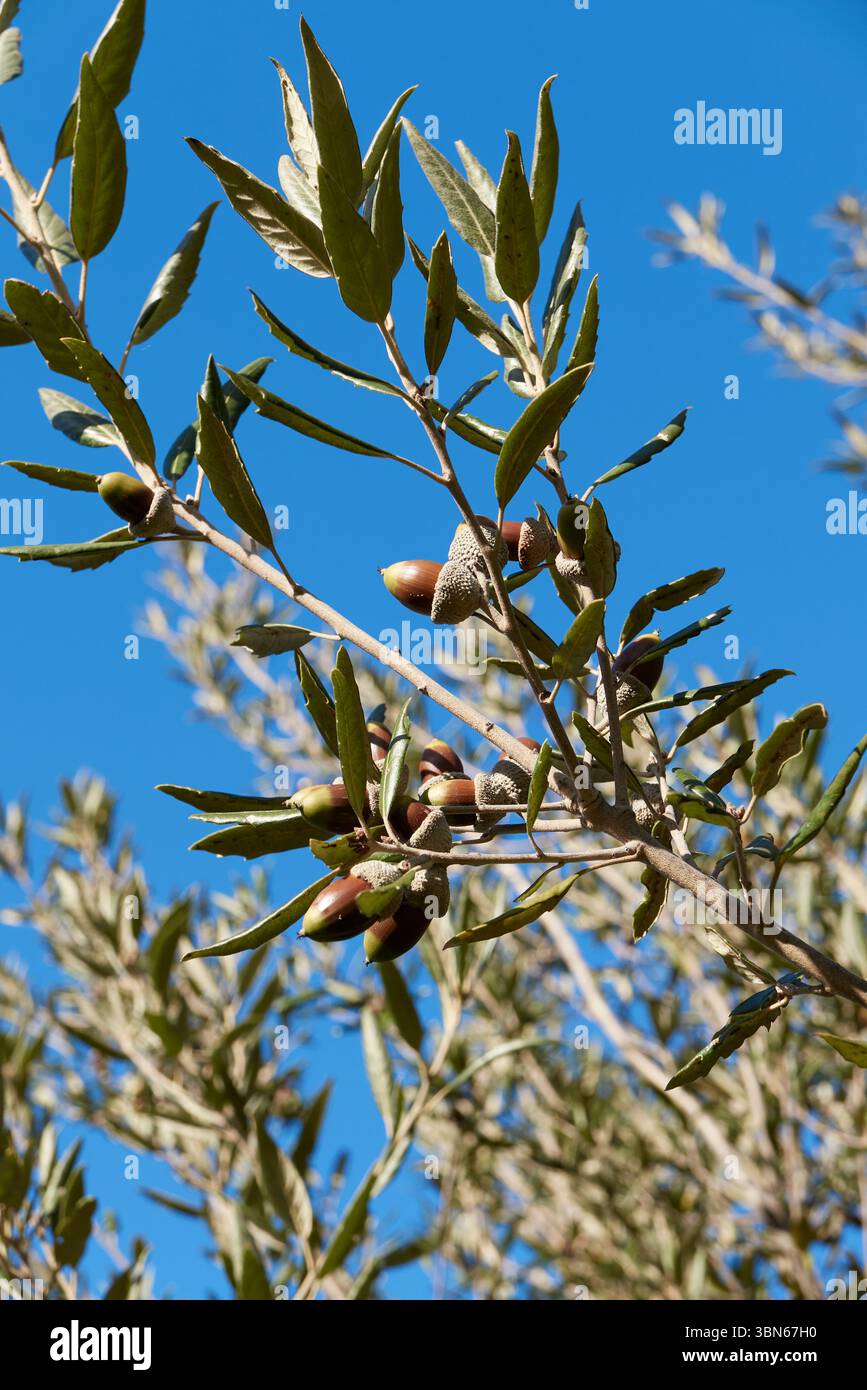 Gros plan de la branche Quercus ilex Banque D'Images