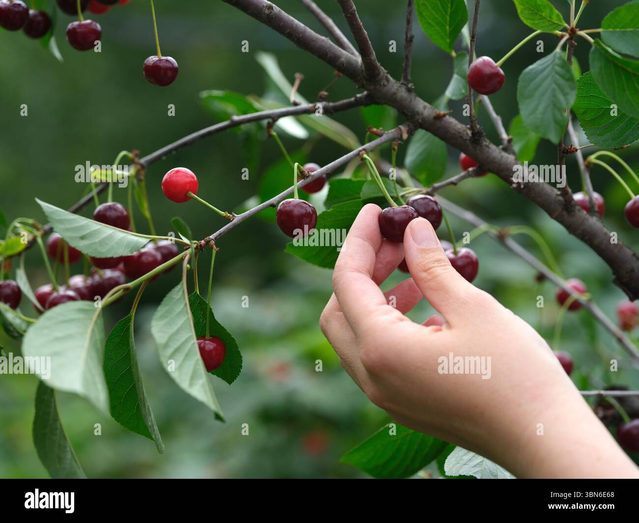 Une femme cueillant des cerises dans une branche de cerisier. Gros plan. Banque D'Images