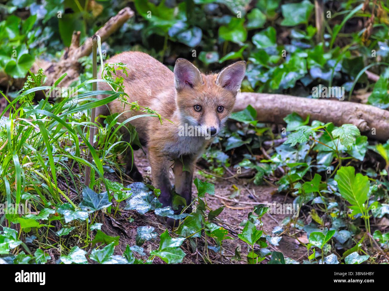 Ourson de renard ou kit 'Vulpes vulpes' avec le visage mignon parmi les sous-bois verts dans la forêt. Adorable jeune animal sauvage à Dublin, Irlande Banque D'Images