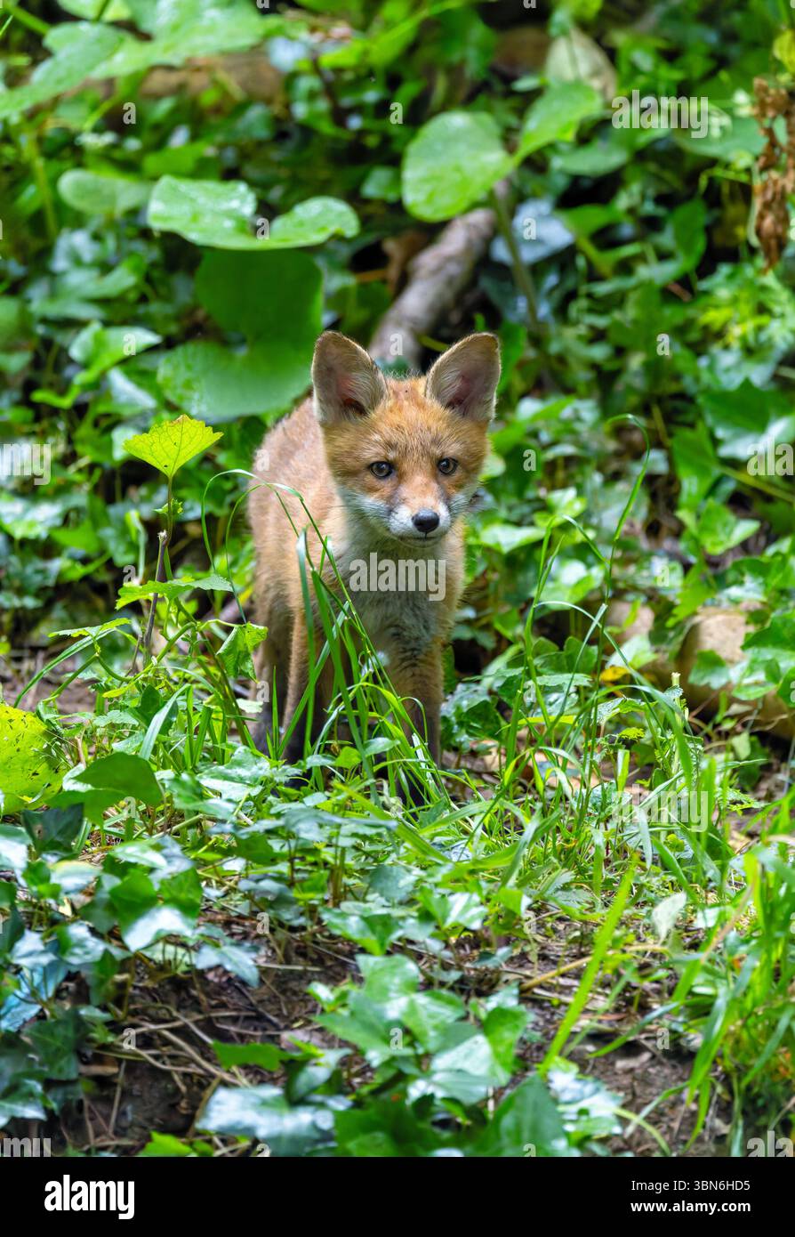 Ourson de renard rouge ou kit 'Vulpes vulpes' avec le visage mignon debout dans la forêt verte. Adorable jeune animal sauvage à Dublin, Irlande Banque D'Images