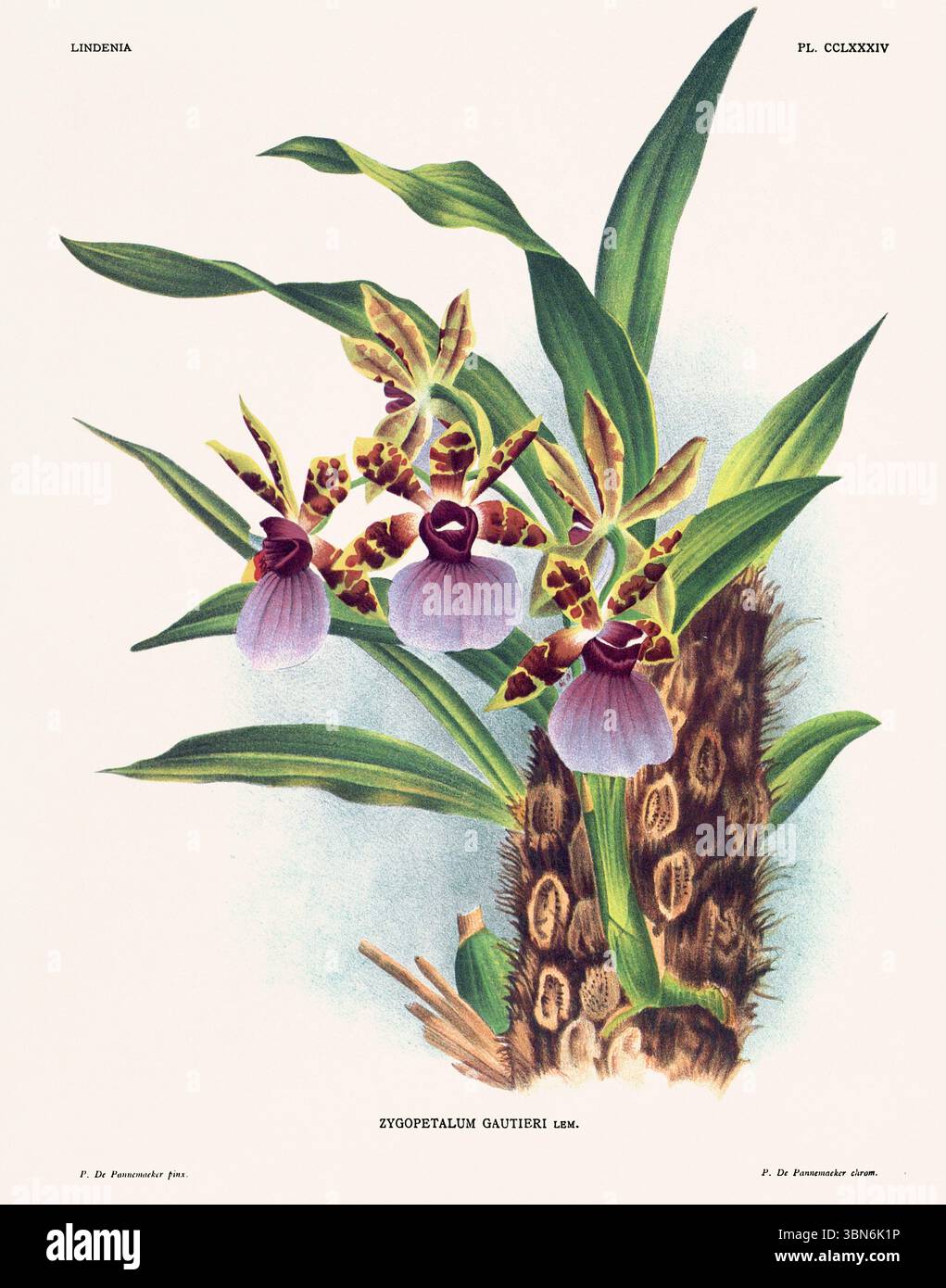 Fleurs d'orchidée illustration de zygopetalum gautieri. motif floral du xixe siècle. Oeuvre d'art botanique antique de France. CA 1890. Banque D'Images