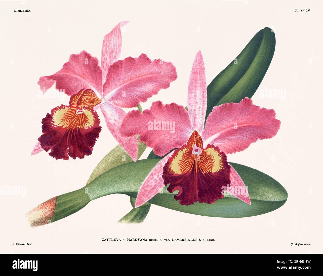 Fleurs d'orchidée illustration de cattleya. motif floral du xixe siècle. Oeuvre d'art botanique antique de France. CA 1890. Banque D'Images