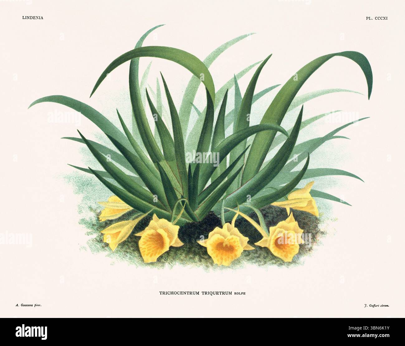 Fleurs d'orchidée illustration de trichocentrum triquetrum. motif floral du xixe siècle. Oeuvre d'art botanique antique de France. CA 1890. Banque D'Images