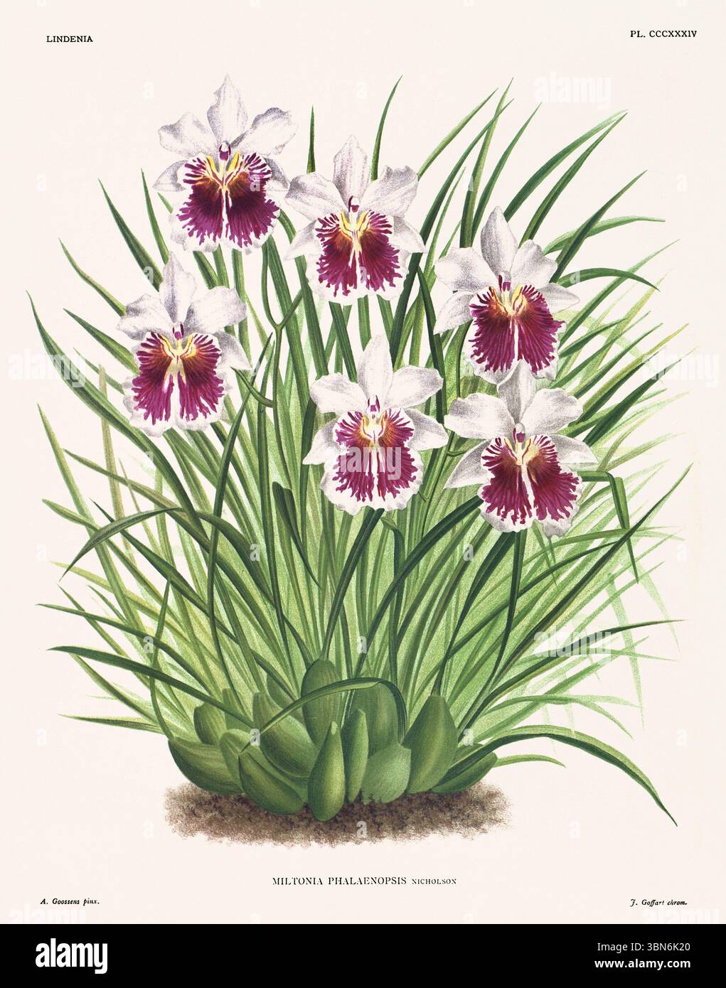 Fleurs d'orchidée illustration de miltonia phalaenopsis. motif floral du xixe siècle. Oeuvre d'art botanique antique de France. CA 1890. Banque D'Images