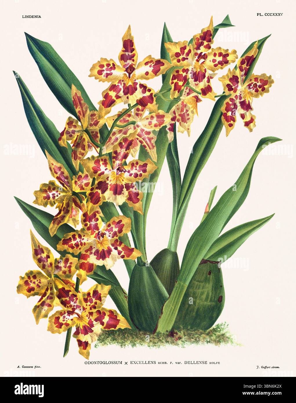Fleurs d'orchidée illustration d'odontoglossum. motif floral du xixe siècle. Oeuvre d'art botanique antique de France. CA 1890. Banque D'Images
