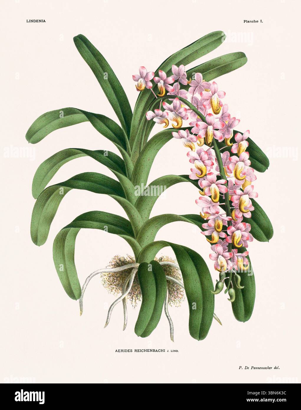 Fleurs d'orchidée illustration d'aerides reichenbachi. motif floral du xixe siècle. Oeuvre d'art botanique antique de France. CA 1890. Banque D'Images