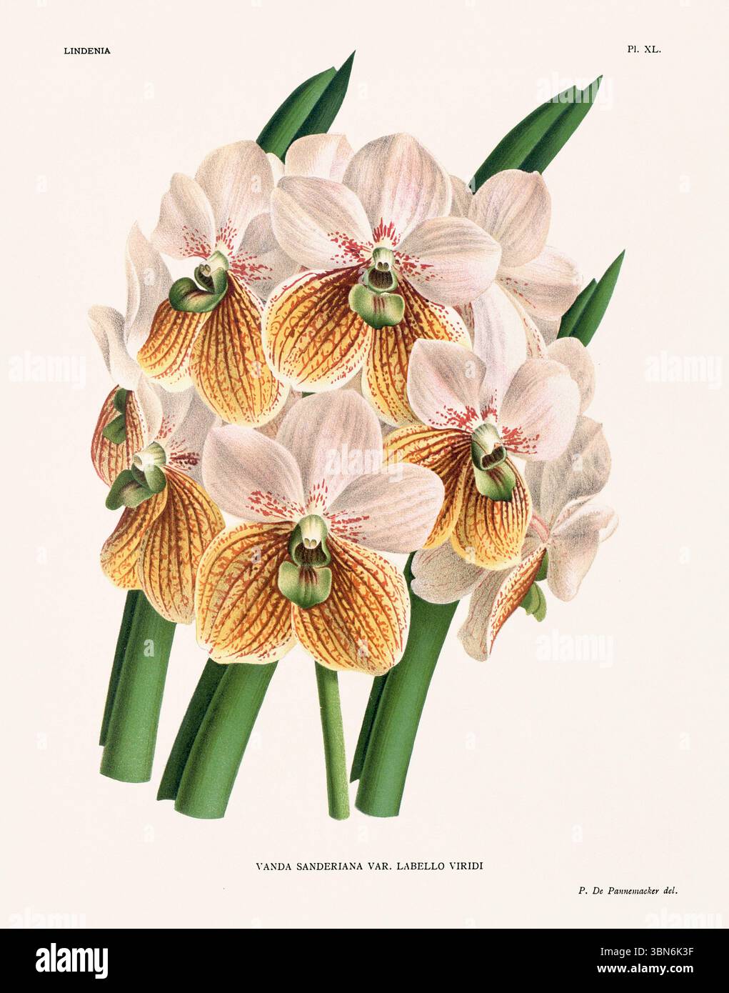 Fleurs d'orchidée illustration de vanda sanderiana. motif floral du xixe siècle. Oeuvre d'art botanique antique de France. CA 1890. Banque D'Images