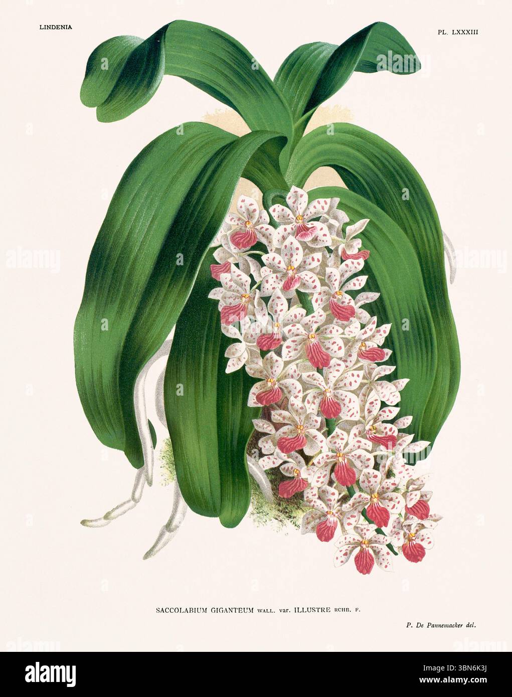 Fleurs d'orchidée illustration de saccolabium giganteum. motif floral du xixe siècle. Oeuvre d'art botanique antique de France. CA 1890. Banque D'Images
