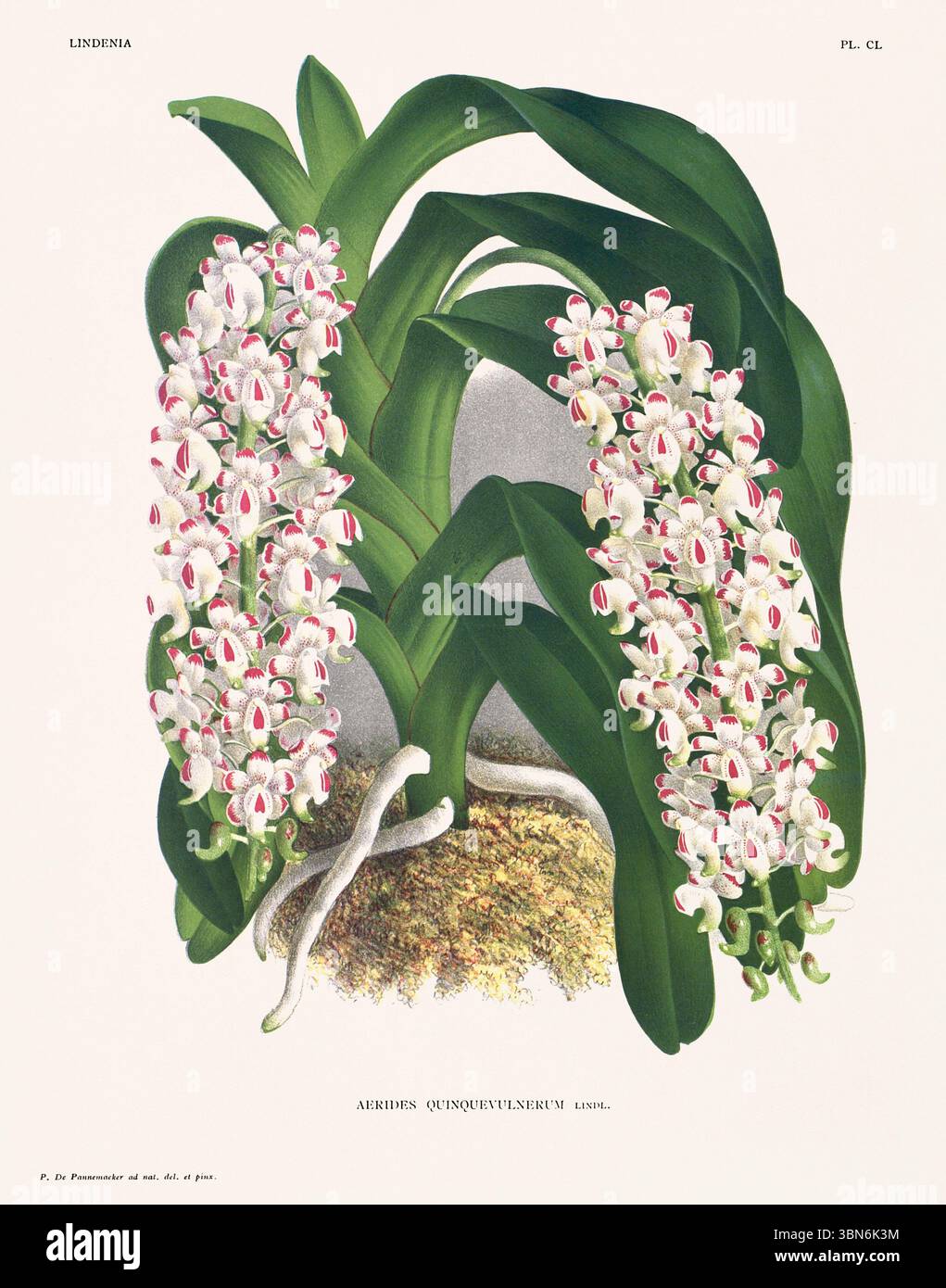 Fleurs d'orchidée illustration d'aerides quinquevulnerum. motif floral du xixe siècle. Oeuvre d'art botanique antique de France. CA 1890. Banque D'Images