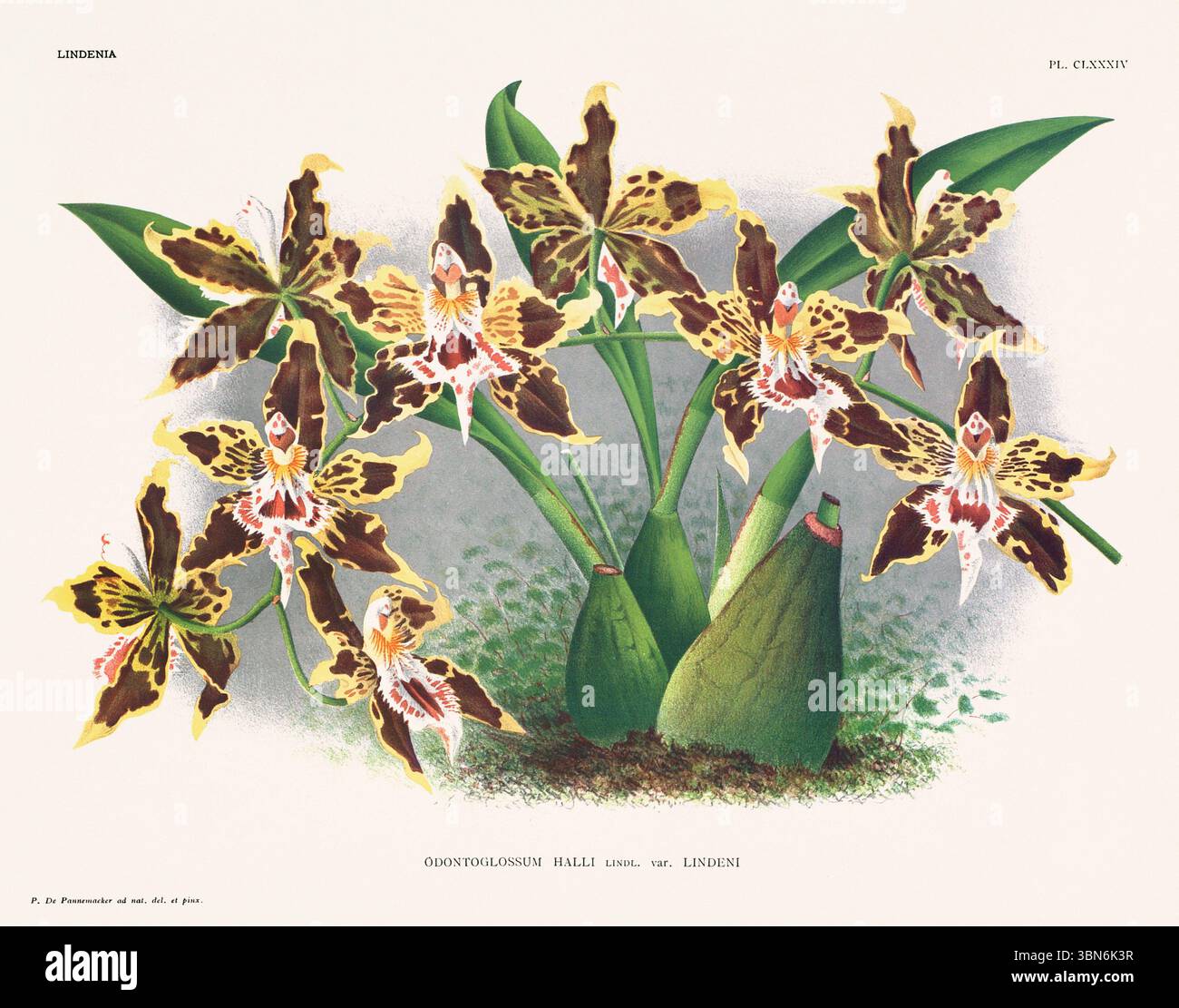 Fleurs d'orchidée illustration d'odontoglossum halli. motif floral du xixe siècle. Oeuvre d'art botanique antique de France. CA 1890. Banque D'Images