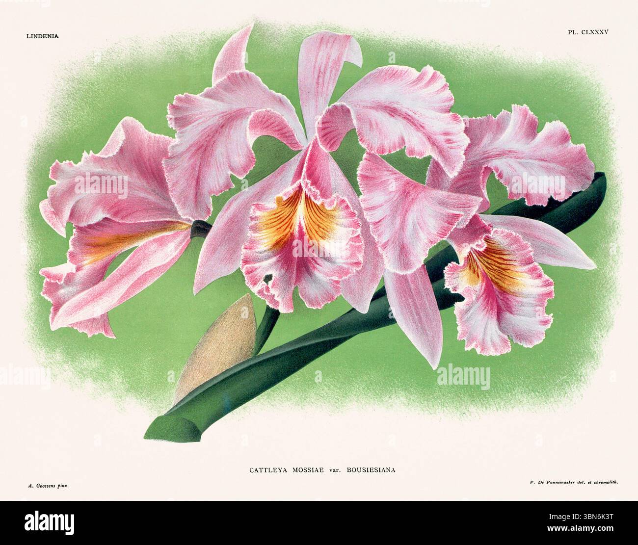 Fleurs d'orchidée illustration de cattleya mossiae. motif floral du xixe siècle. Oeuvre d'art botanique antique de France. CA 1890. Banque D'Images